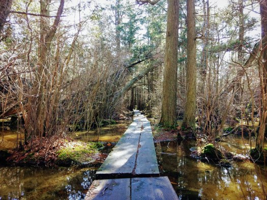 ponkapoag pond, nature photograph, photography, woods, forest, massachusetts, forest photography, nature, water, bog, swamp, photo, boston, outdoors, activities
